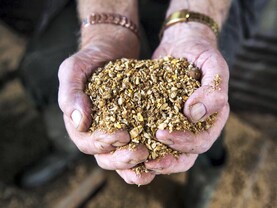 Beef management: how to choose the best ration formulation