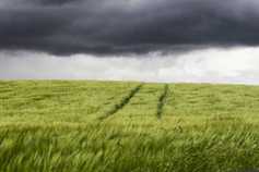 Glyphosate used on almost half of Scottish cereals