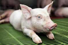China's pig sector moving with the times