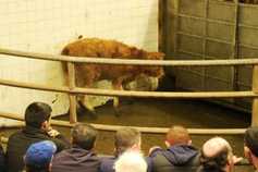 What's on in the marts in the coming weeks