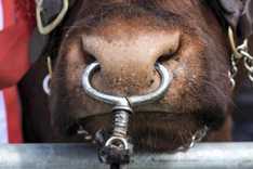 Breeders cry bull in numbers game