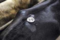 Lowest cattle count since 1956