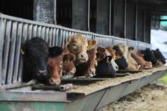 UK beef exports down 7%                                    