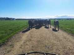 Student Blog: dairying  and low-nitrogen bulls