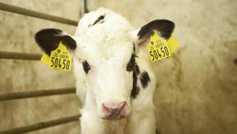 How do you order your cattle tags?