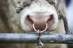 Over 350 head of pedigree cattle to go under the hammer