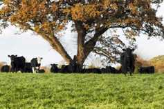 Farmers reject Citizens' Assembly proposal to move away from beef production