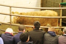 Cattle prices: improved demand for good-quality continentals at Balla Mart