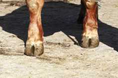 Reward for 14 cattle stolen in Co Louth