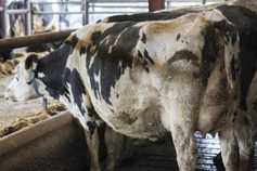 Drying off started on Greenfield Farm