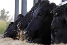 Which county has the highest number of beef cows in Ireland?