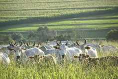 Listen: Creed has ‘grave concerns’ on EU beef quota offer in Mercosur