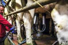 Rise in milk price drives agricultural prices up by 9.6%