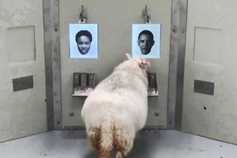 Would your sheep be able to tell the difference between you and Barack Obama?