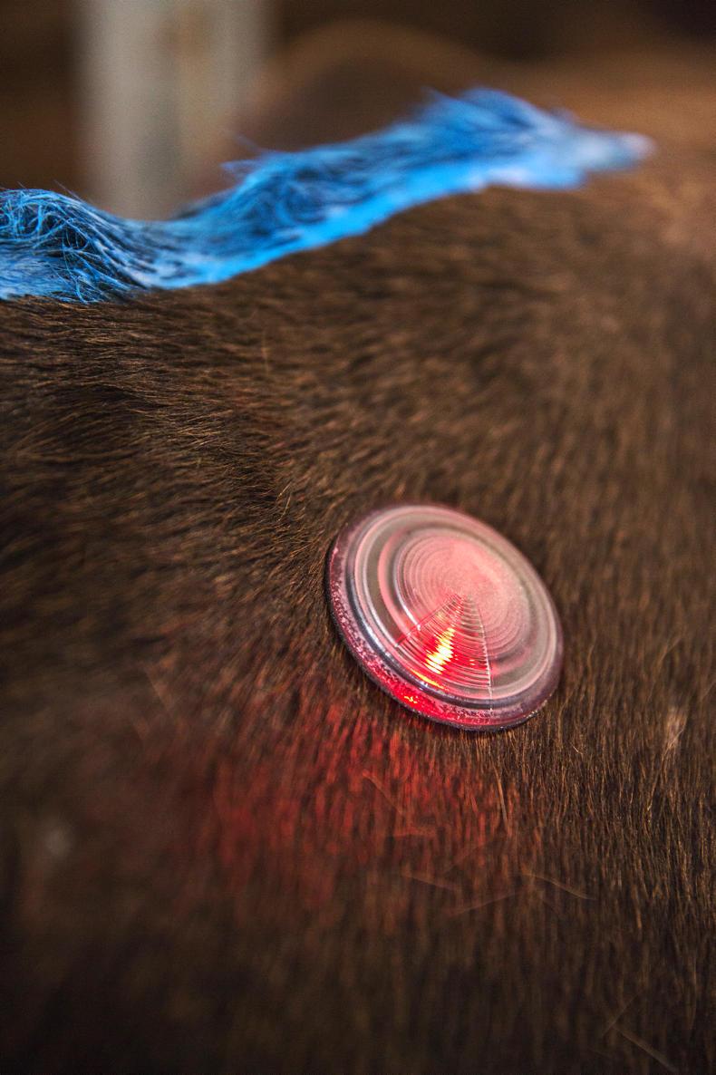 Top five heat detection aids for beef cattle Premium