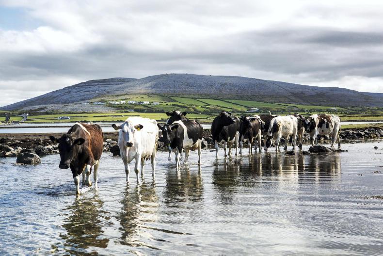 Treating Listeriosis commonly associated with cattle eating mouldy