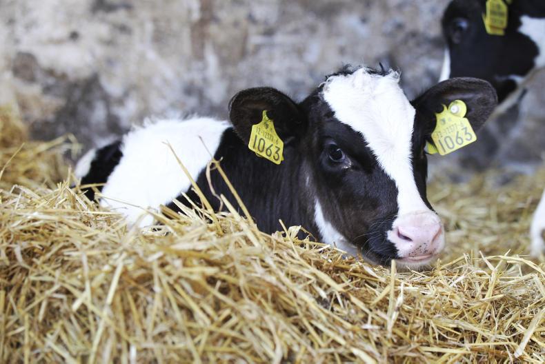 New changes to cattle movement come into play on 4 February - Premium
