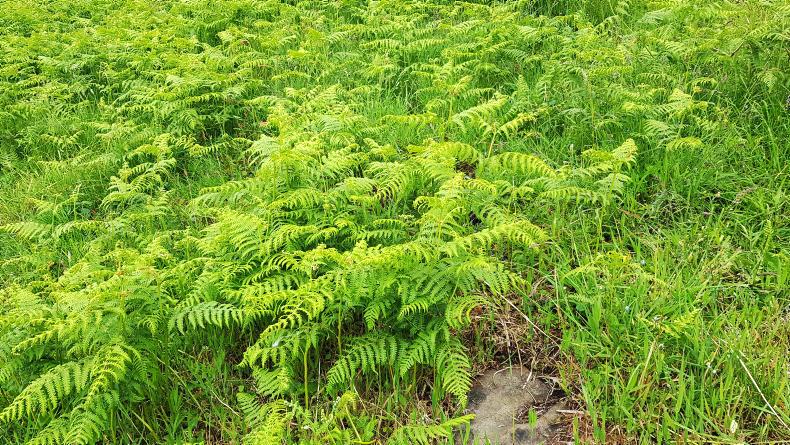 Watch: Asulox remains best bracken treatment - Premium