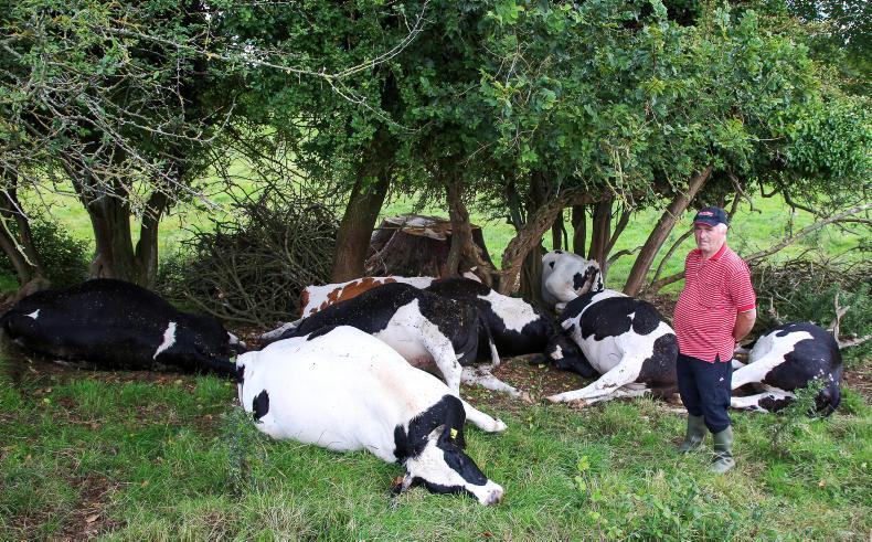 Ferocious lightning kills cattle in Moneygall - Free
