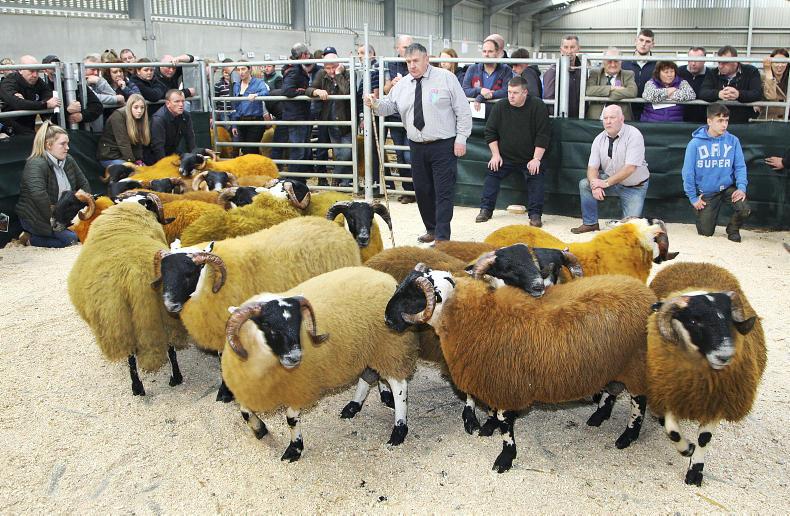 Blackface ram lamb sold to 12,000 guinneas at Ballymena 09 October 2019  Premium