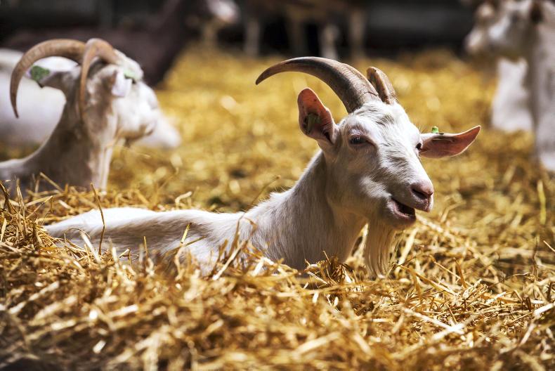 Incurable goat disease discovered in NI 21 November 2019 Free