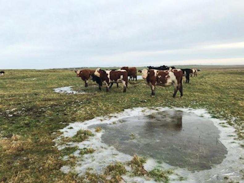 Getting calves thriving off grass 26 February 2020 Free