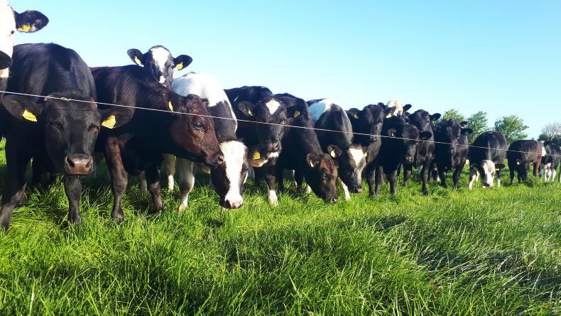 Key Numbers For Each Livestock Sector 08 May 2020 Free