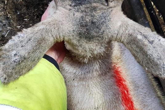 Sheep Management: cobalt deficiency, tagging ewe lambs and dog care 05  August 2020 Premium