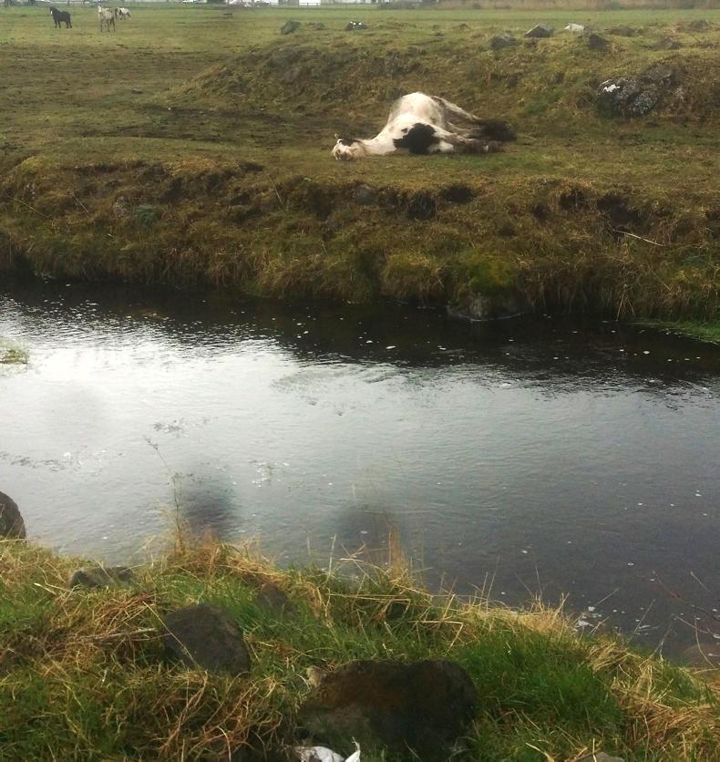 ‘Concerning’ increase in dead animal dumping Premium