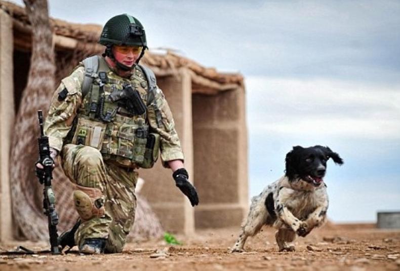 Få kontrol Vores firma som resultat Army dog Theo died of a broken heart after soldier's death in Afghanistan -  22 December 2020 Free