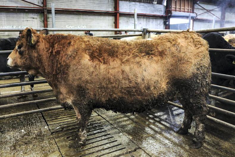 Cod Fat Cattle Quality in high demand at Kingdom fat stock sale - Free