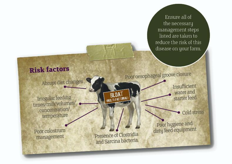 Reduce the risk of bloat in your calves to maximise health and