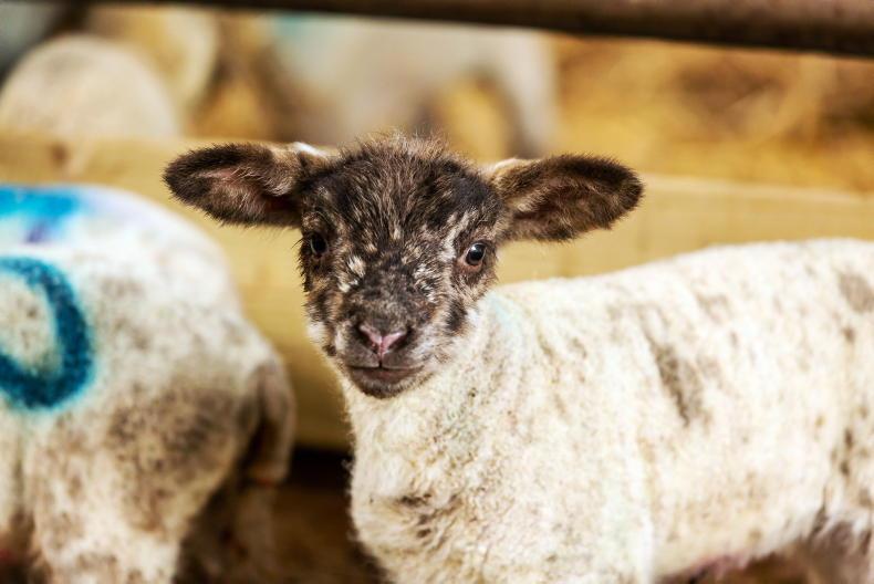 Sheep management: artificially rearing lambs, orf and TAMS II 14 April 2021  Free