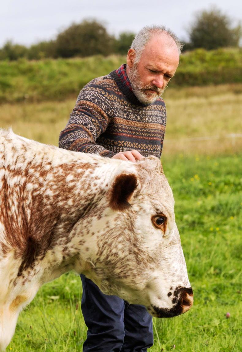Irish Moilie Beef Scheme – Irish Moiled Cattle Society