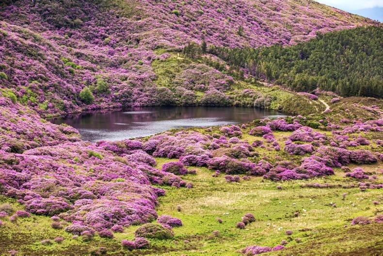 Capital supports must be provided for biodiversity in the next CAP' - Free