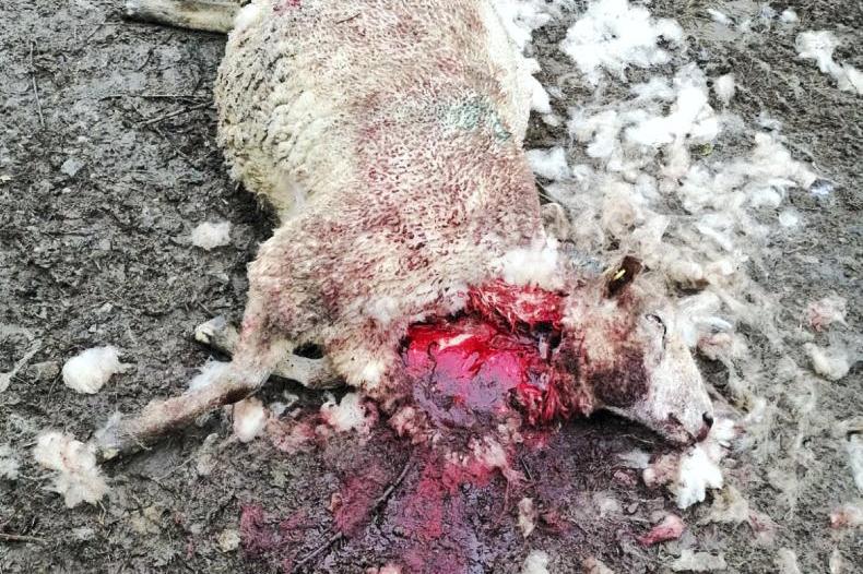 100 sheep attacked by 'savage' dogs in Meath 17 January 2022 Free