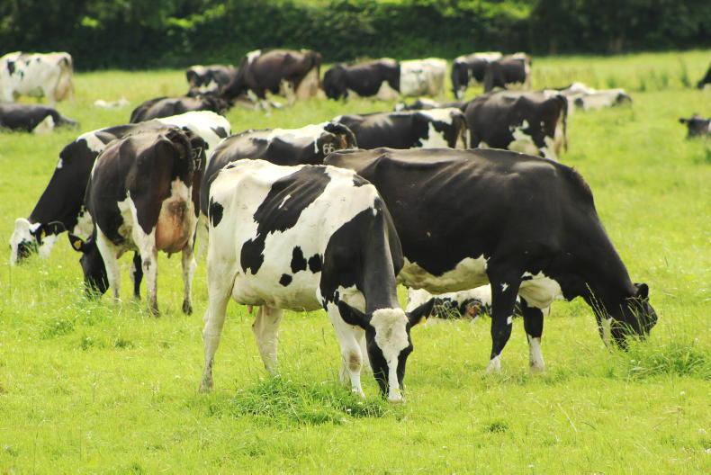 Dairy cull cows exposed to welfare issues during transport – report 07  September 2022 Free