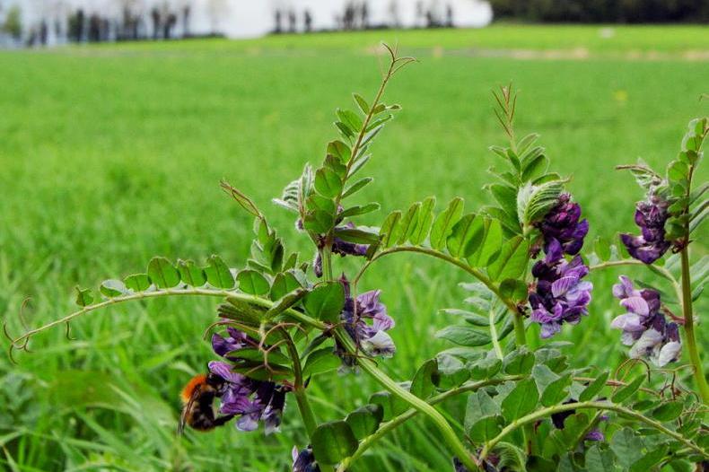 The Importance Of Pollinators On Farms
