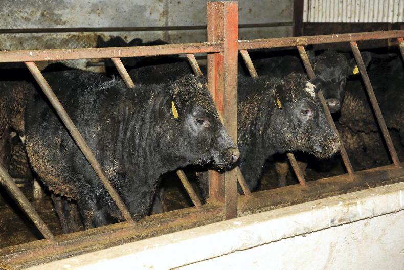 Beef Management: silage pit management and animal health queries 09  November 2022 Free