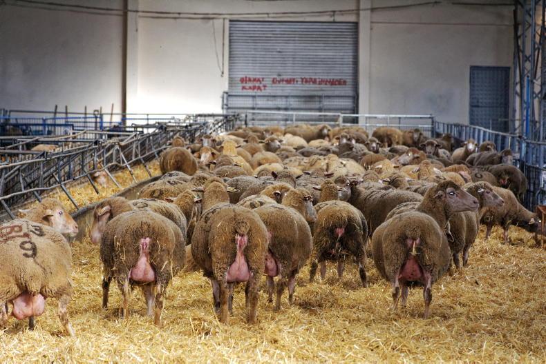 1925197-740033 🐑 Çiftçilere Faizsiz Kredi, 15 Bin TL Destek ve 100 Küçükbaş! Başvuru Tarihi Açıklandı