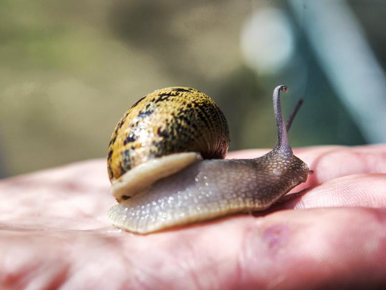 Think snail farming is a get-rich-quick scheme? Think again - Free