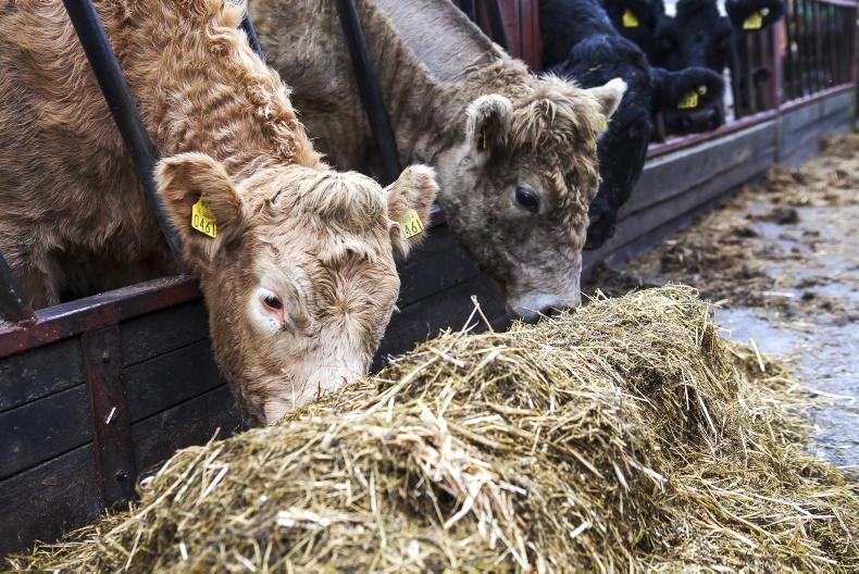 NI Trends: finished cattle prices holding firm; factories cut hogget quotes  08 February 2023 Premium