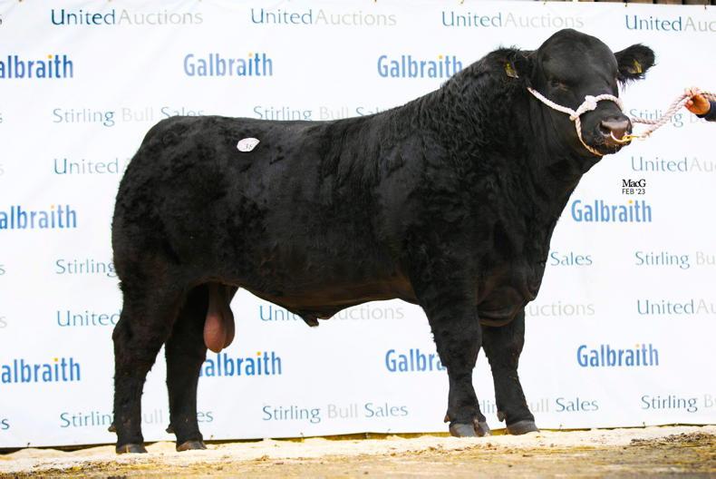 Tlay Bull Tonnes of bids for Tonley bulls at Stirling - Free
