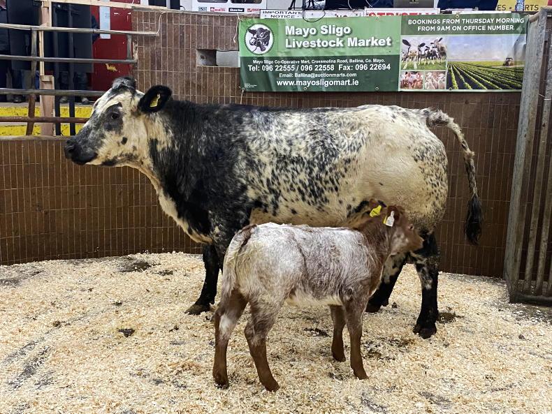 In pictures: Dovea Genetics beef breeding event displays top end progeny 03  March 2023 Free