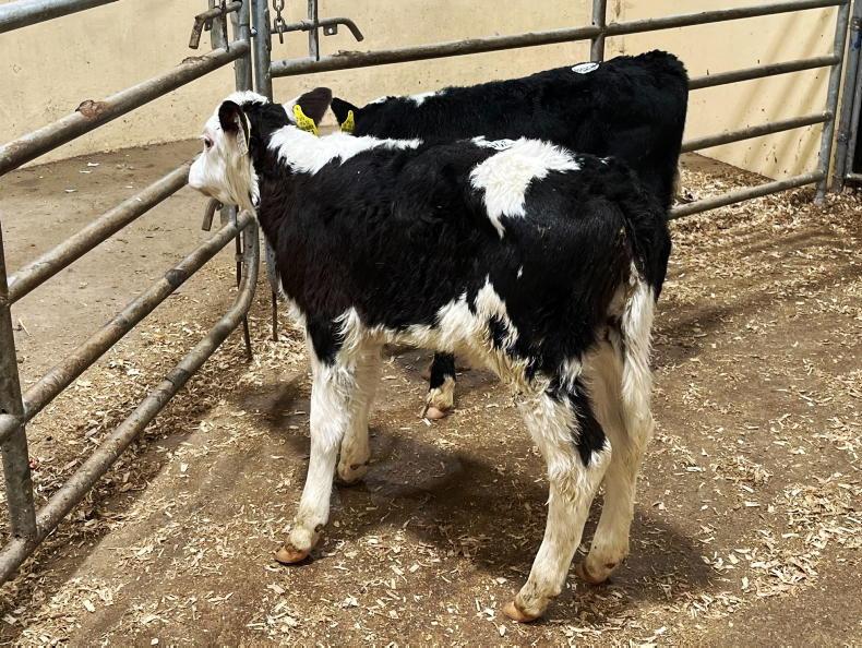 Camera at the Mart quality calves selling well in Kilmallock Free