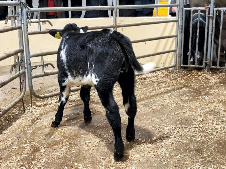 Camera at the Mart quality calves selling well in Kilmallock Free