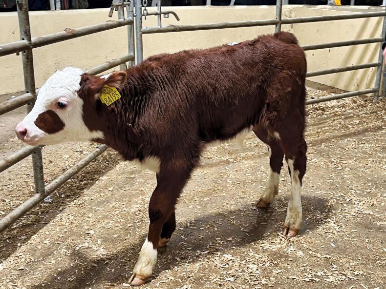 Camera at the Mart quality calves selling well in Kilmallock Free