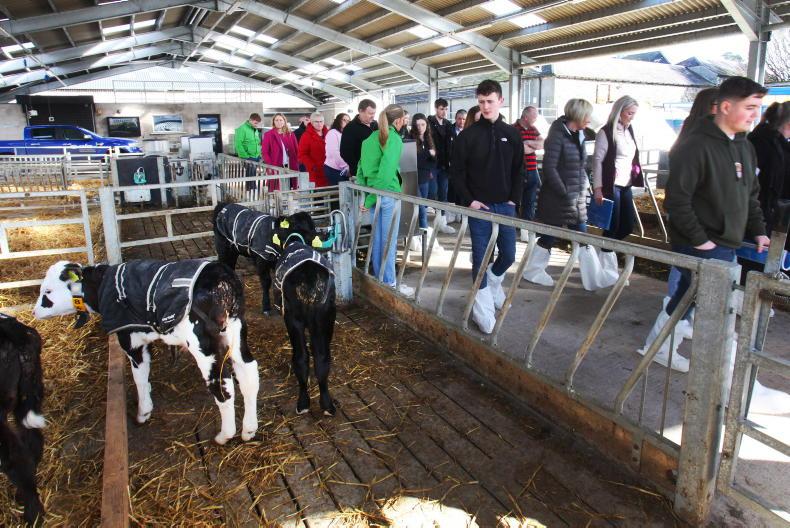 This week in photos - lambing, calving and SCEP - Free