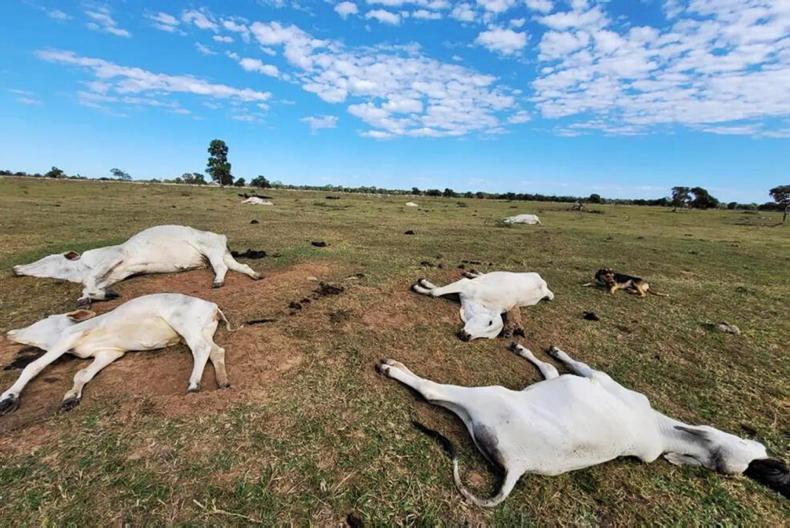 3,000 cattle die of hypothermia in Brazil - Free