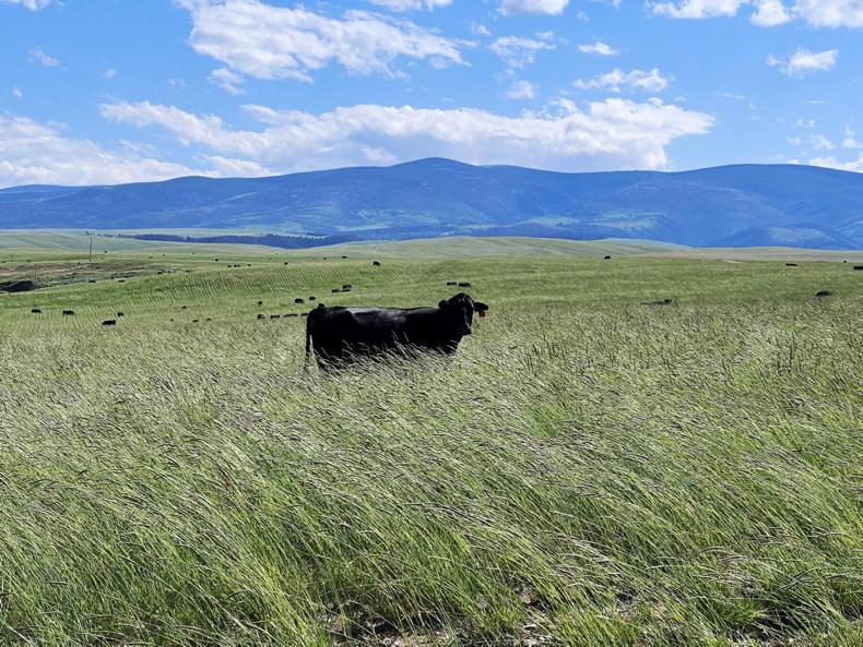 In pictures: 36,000ac US cattle ranch wows potential buyers - Free